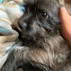 Meet your Posher, Tony